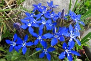 11 Genziana primaticcia (Gentiana verna)